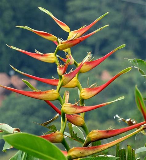 Amazon Rainforest Plants, Heliconia, Wikimedia Commons, Patio Ideas ...