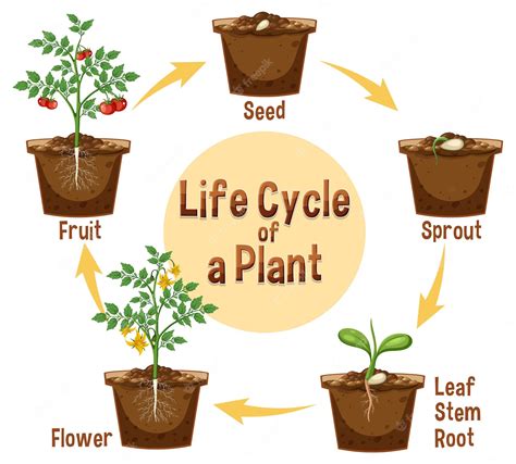 Premium Vector | Life cycle of a plant diagram