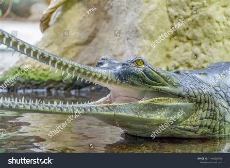 Portrait Crocodile Named Gharial Open Mouth Stock Photo 1140058901 ...