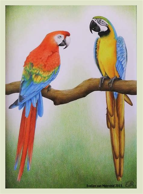 Parrot Images Drawing at GetDrawings | Free download