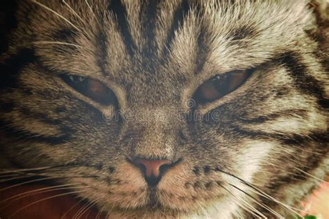 Angry Fluufy Cat Face Close Up Stock Image - Image of macro, coping ...