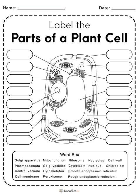 Plant Cell Diagram Labeled Worksheet