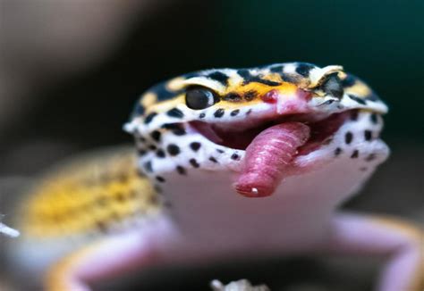 How Often to Feed Leopard Gecko: Feeding Schedule and Tips ...