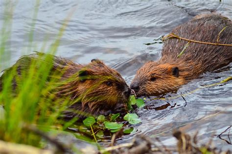 Where to see wildlife in Denali National Park