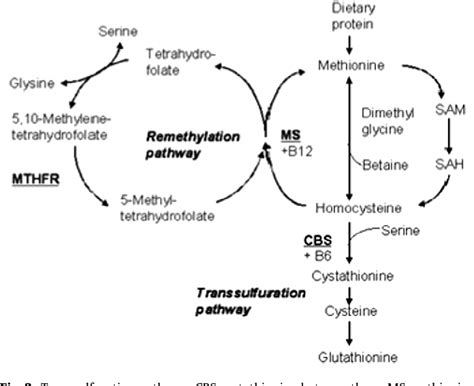 Figure 2 from Morton's foot and pyridoxal 5'-phosphate deficiency ...