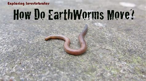 Exploring Invertebrates - How Do Earthworms Move - YouTube