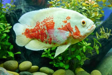 Tiger & Albino Oscar Fish Care Guide: Behavior, Habitat, And Diseases ...