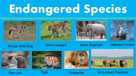 Animals Endangered Species List - GrammarVocab