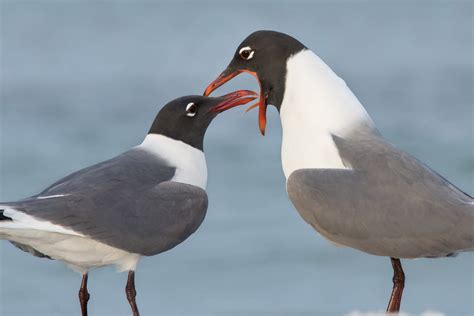 Laughing Gull | Audubon Field Guide