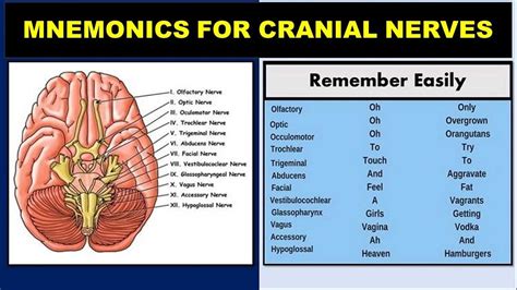 12 Cranial Nerves Acronym Dirty The 12 Cranial Nerves Cerebrum | Images ...