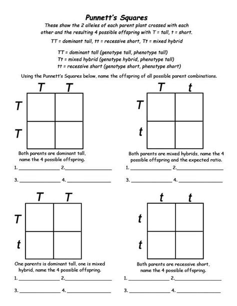 Worksheets On Punnett Squares