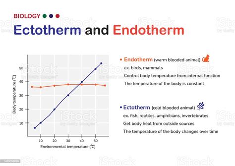 Biological Schematic Show Different Between Endotherm And Ectotherm In ...