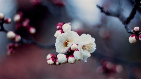 5 Tips to Master Cherry Blossom Photography | Blind Magazine