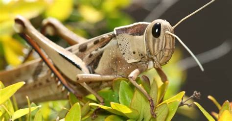 Grasshopper Lifespan: How Long Do Grasshoppers Live? - A-Z Animals