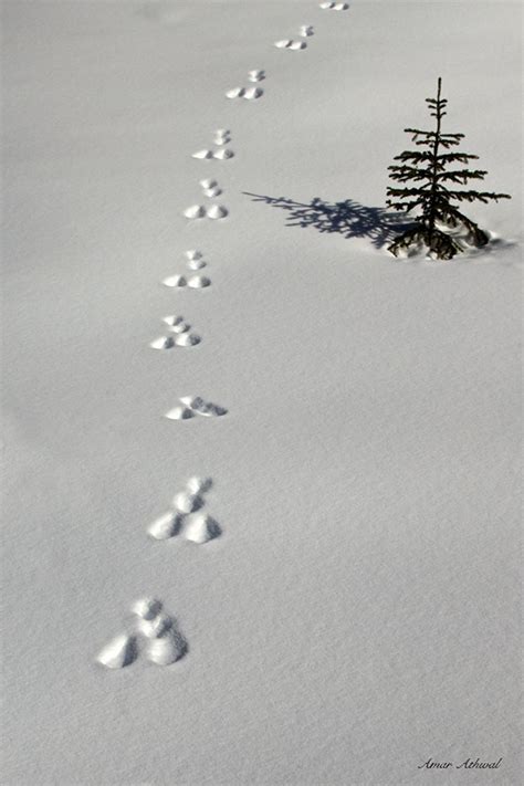 SnowShoe Hare Tracks — Banff Moments