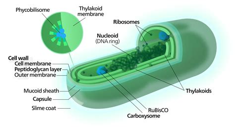 What is Spirulina? - What is Blue Green Algae? - Fresh Spirulina