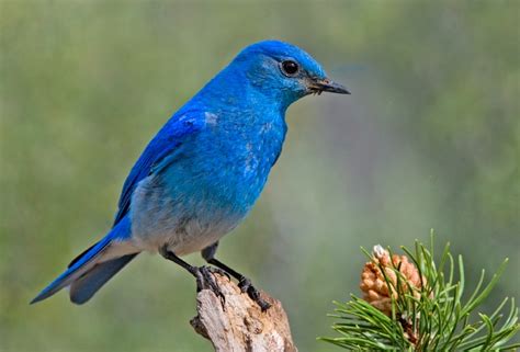 Mountain bluebird - Wikipedia