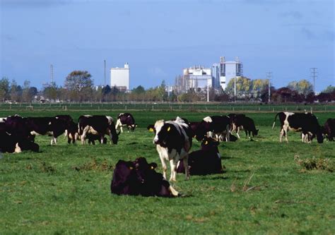 New Zealand dairy cows are producing 18% more milk than 10 years ago ...