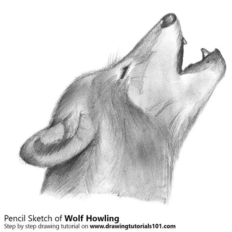 Wolf Howling Pencil Drawing - How to Sketch Wolf Howling using Pencils ...