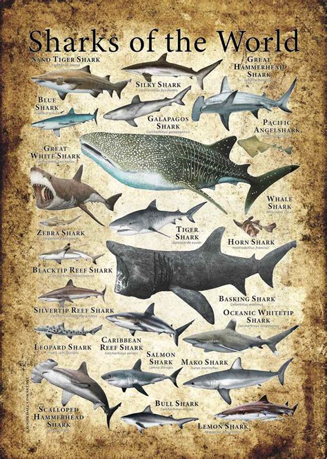 Shark Species Poster