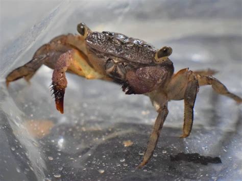 Mangrove crab close up - Behringer Lab