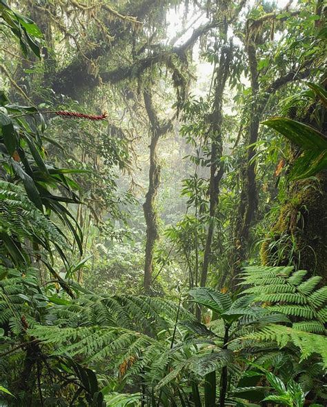 Rainforest in Monteverde, Costa Rica [1440x1793] (OC) : r/EarthPorn