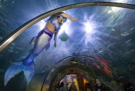 Mermaids Coming to Audubon Aquarium