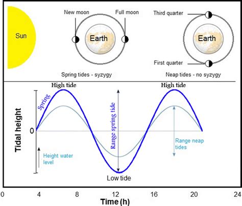 Semidiurnal tidal cycle showing water height at spring and neap tides ...