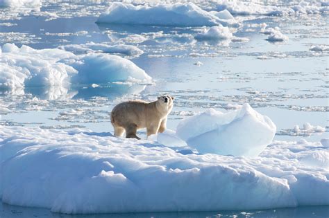 Subpopulation of Greenland Polar Bears Found by NASA-Funded Study ...