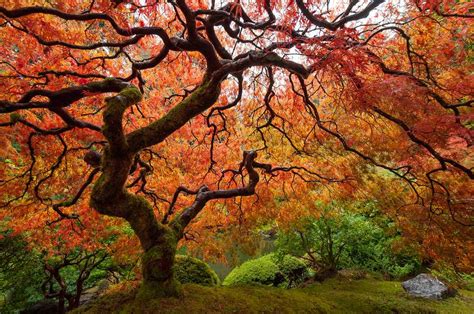 Get to Know a Variety of Maple Tree Species