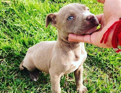 Blue Fawn Pitbull: Are They as Stunning as Most Owners Claim?