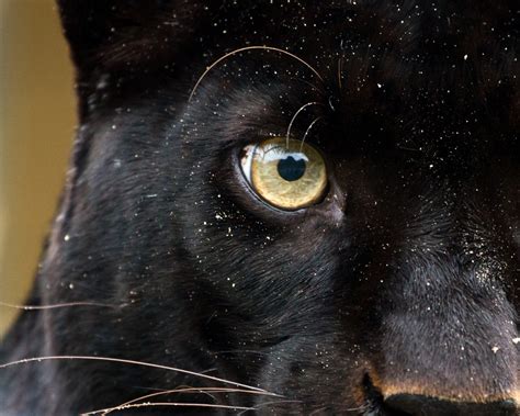 Leopardo negro é fotografado pela 1ª vez em mais de 100 anos na África