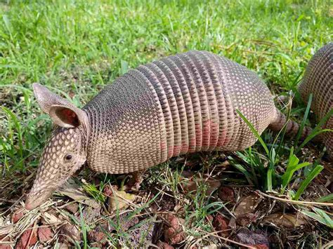 5 Ways to Get Rid of Armadillos in Your Yard