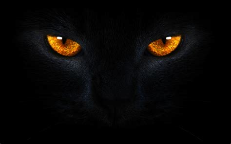 🔥 [40+] Black Cat Eyes Wallpapers | WallpaperSafari