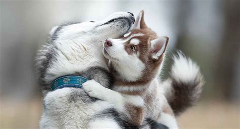 79+ Teacup Cute Puppies Husky - l2sanpiero