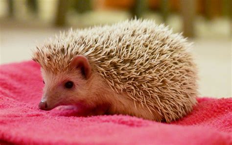 African Pygmy Hedgehog: Profile, Traits, Facts, Pet, Care - Mammal Age