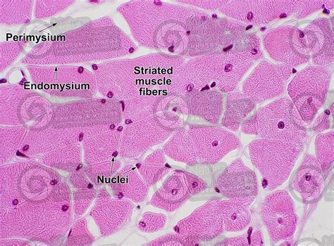 Mammal. Skeletal muscle. Transverse section. 250X - Skeletal muscle ...