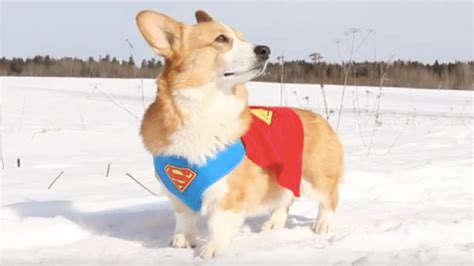 Topi The Corgi wags his way to glory - The Snapper