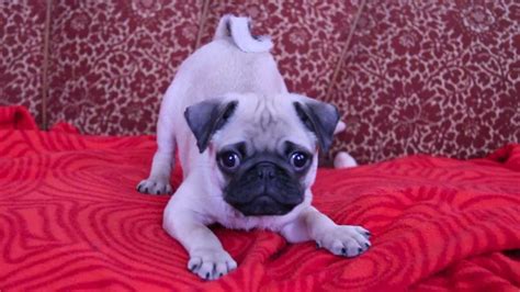 baby pug Carlos barking - YouTube