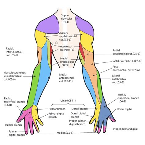 C8 Nerve Hand Dermatome - Dermatomes Chart and Map