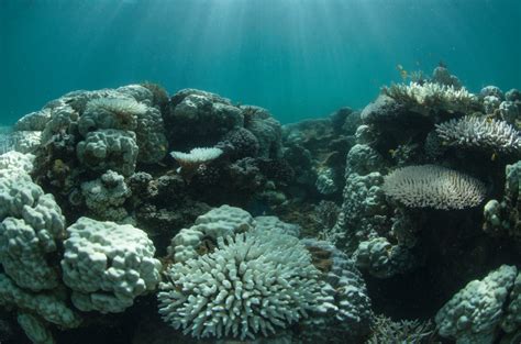 Bleaching on Australia’s Great Barrier Reef