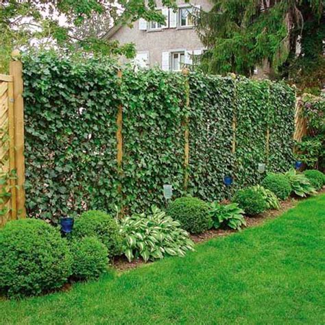 20 Green Fence Designs, Plants to Beautify Garden Design and Yard ...