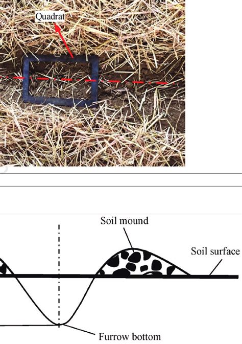 Photo of the quadrat in the plot. | Download Scientific Diagram