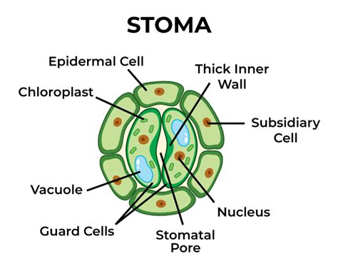 Stomata | Definition, Functions, Structure, Types