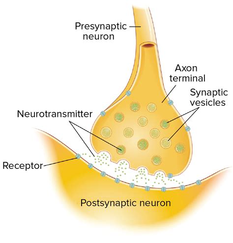 axon terminal diagram - NaelaZeineb