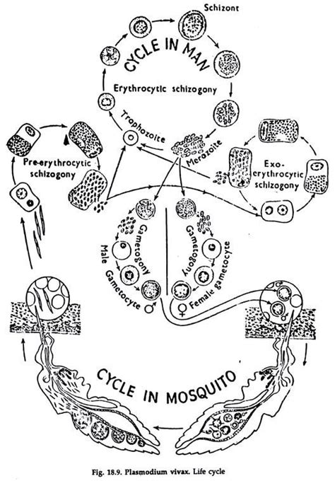 Life Cycle of Plasmodium Vivax (With Diagram) | Protozoa