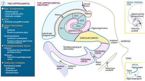 USMLE / COMLEX - Step 1: Hippocampal Anatomy | Draw It to Know It