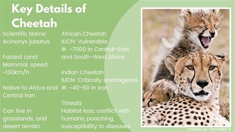 Cheetah Reintroduction in India - Explained, pointwise - ForumIAS Blog