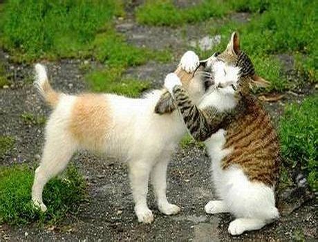 Silly Cat Pictures: Cute Cats and Dogs