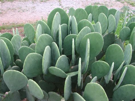 Prickly Pear Cactus | Nature Photo Gallery